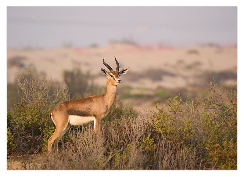 Afrikanische Springbock Antilope