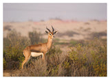 Afrikanische Springbock Antilope