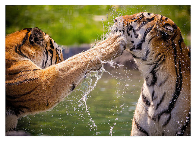 Spielende Tiger Hover Image