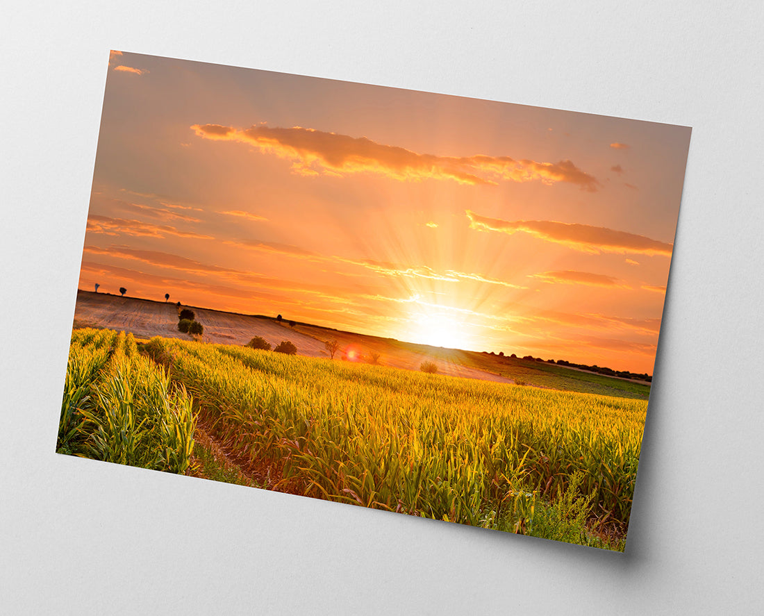 Sonnenuntergang am Feld