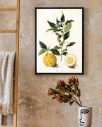 Citrus - Zitronen und Zitronenzweig