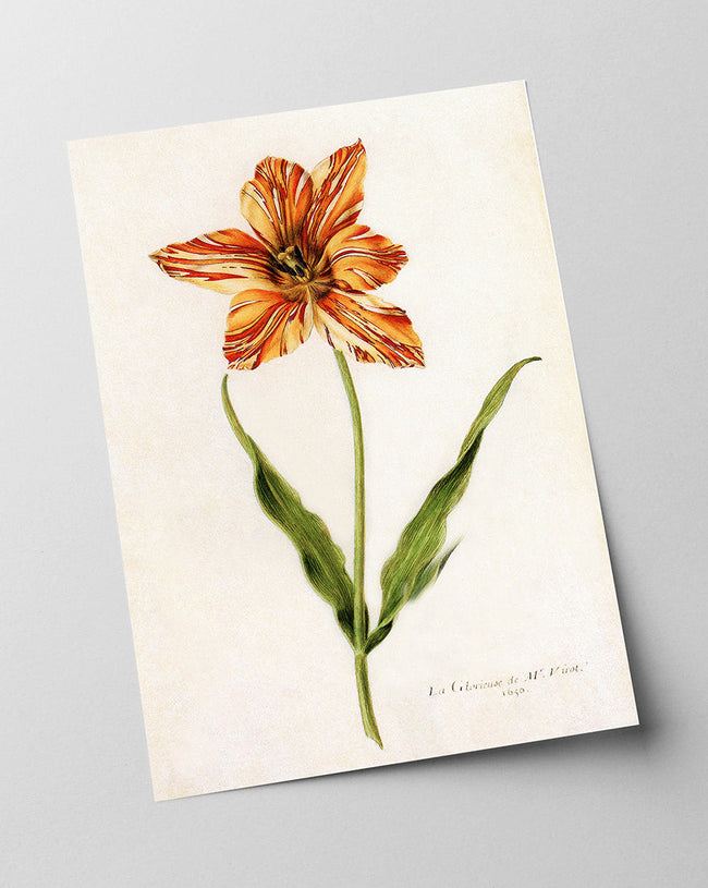 Blume mit orangener Blüte Main Image