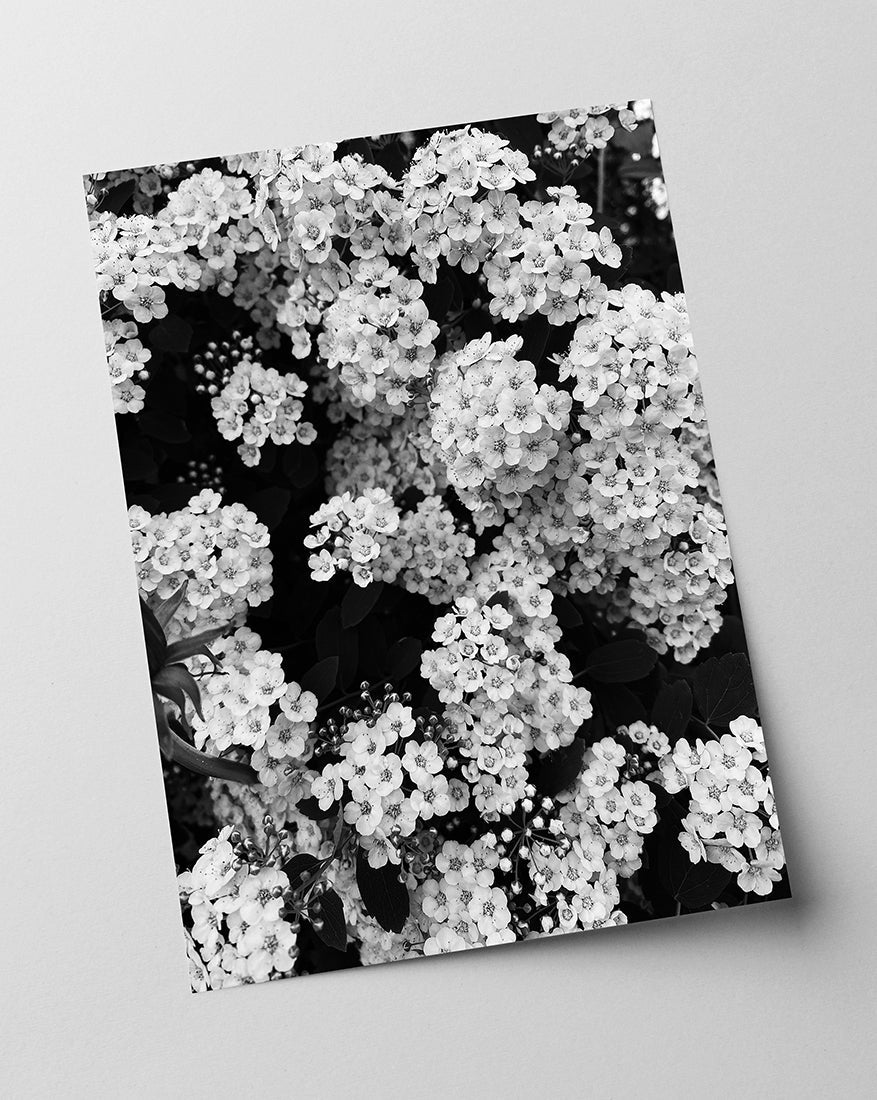 Blumen - Schwarz-Weiß