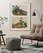 John James Audubon - Kaninchen in der Wildnis