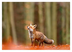 Fuchs im Wald