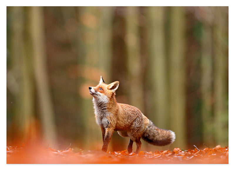 Fuchs im Wald