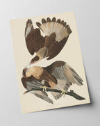 John James Audubon - Zwei Raubvögel
