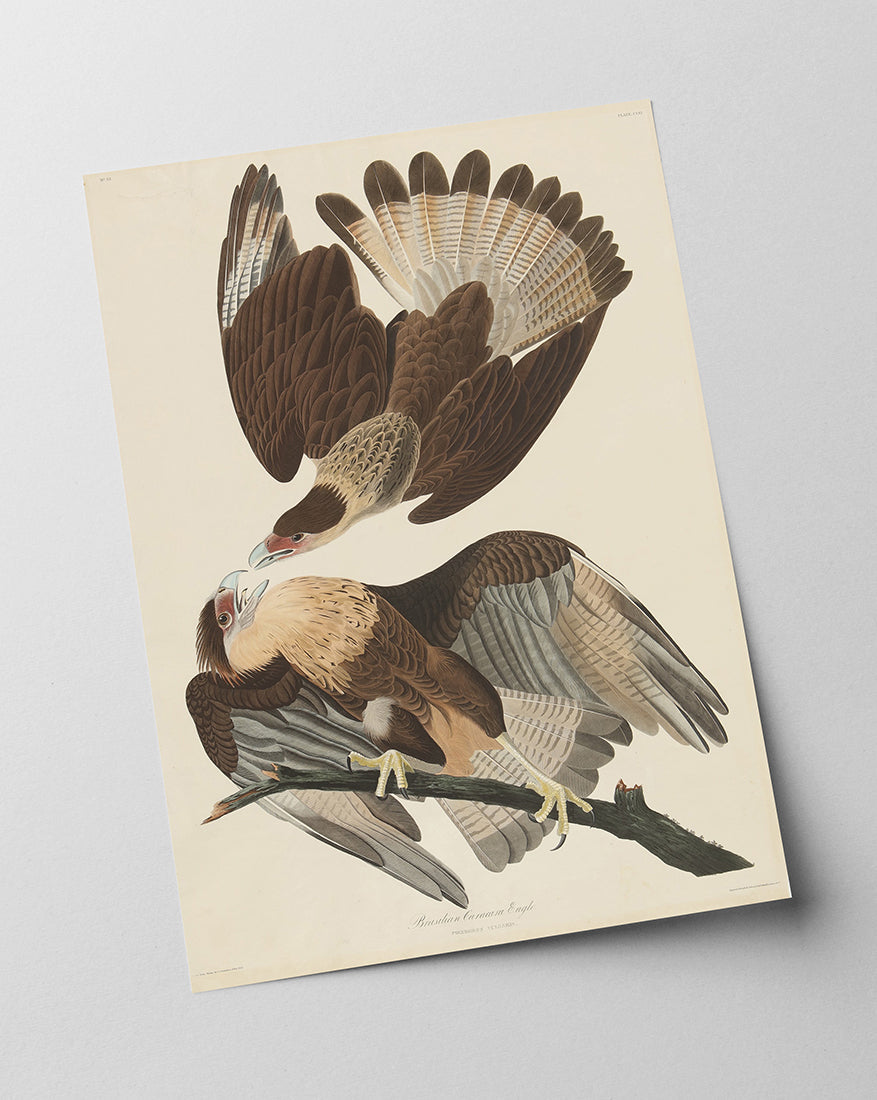 John James Audubon - Zwei Raubvögel