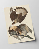 John James Audubon - Zwei Raubvögel