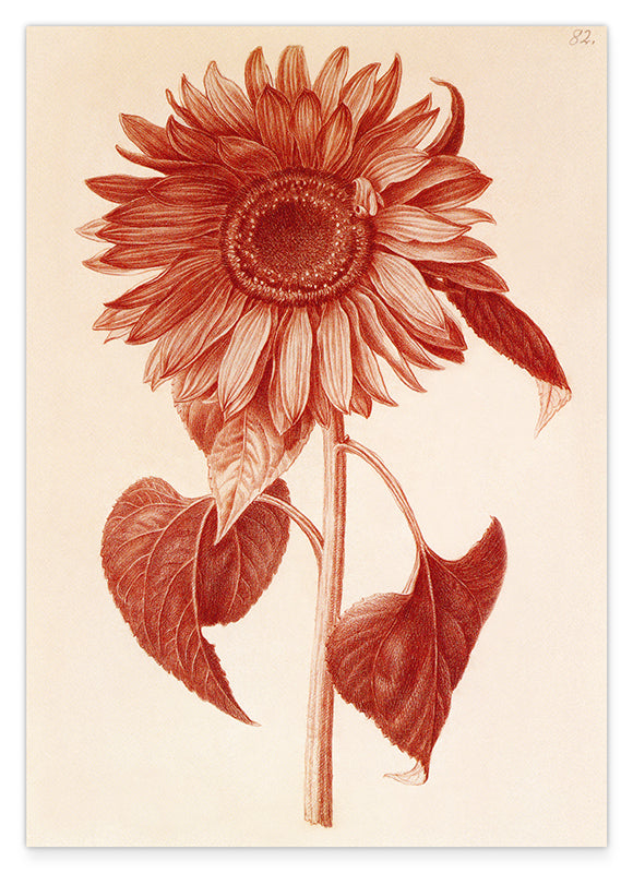 Blumenzeichnung - Sonnenblume Hover Image