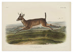 John James Audubon - Rennender Rehbock
