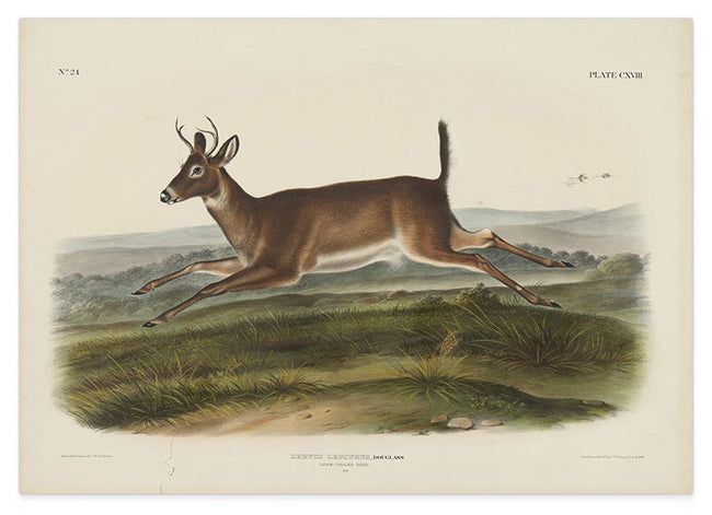 John James Audubon - Rennender Rehbock Hover Image