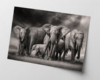 Elefanten-Herde in Schwarz-Weiß