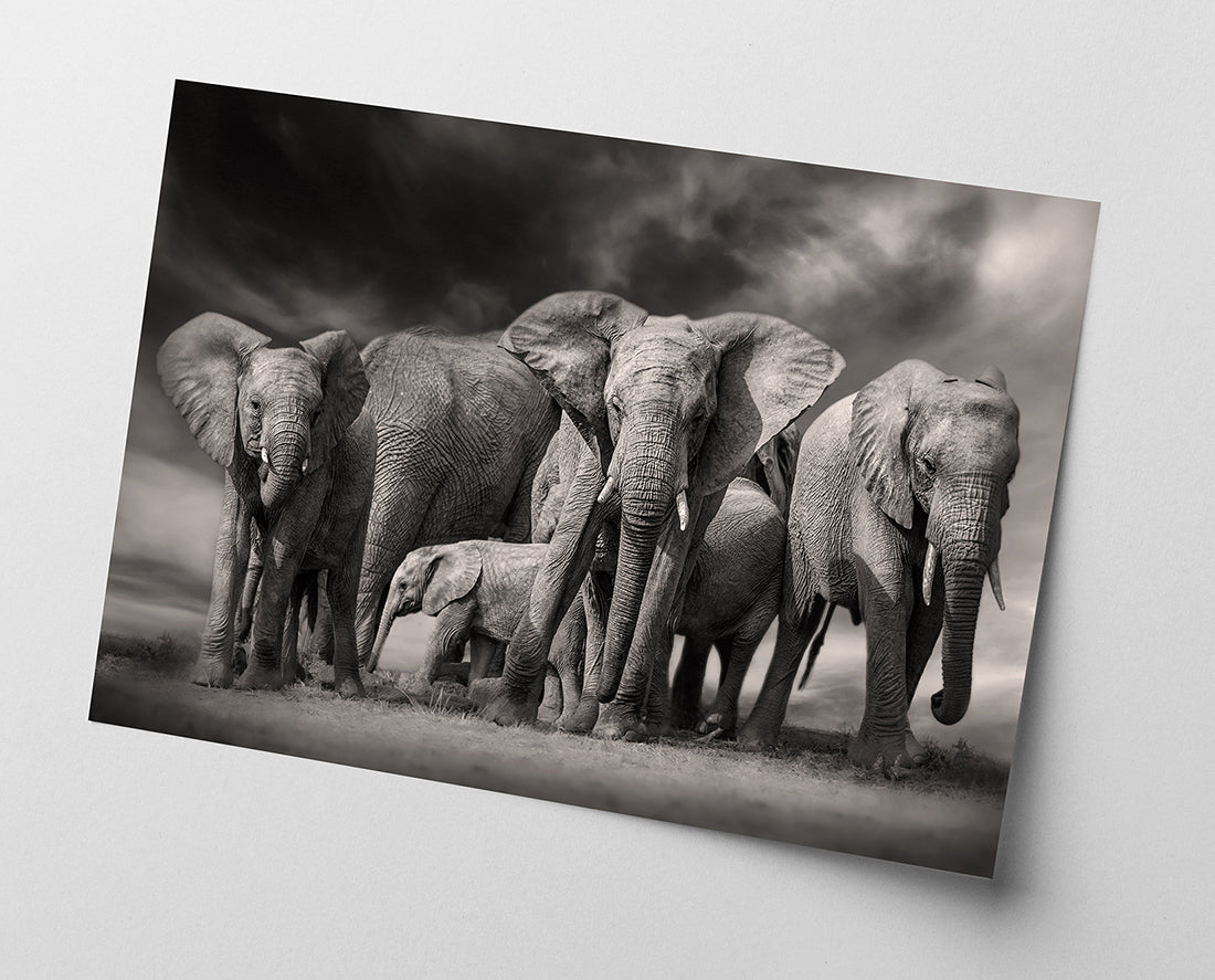 Elefanten-Herde in Schwarz-Weiß
