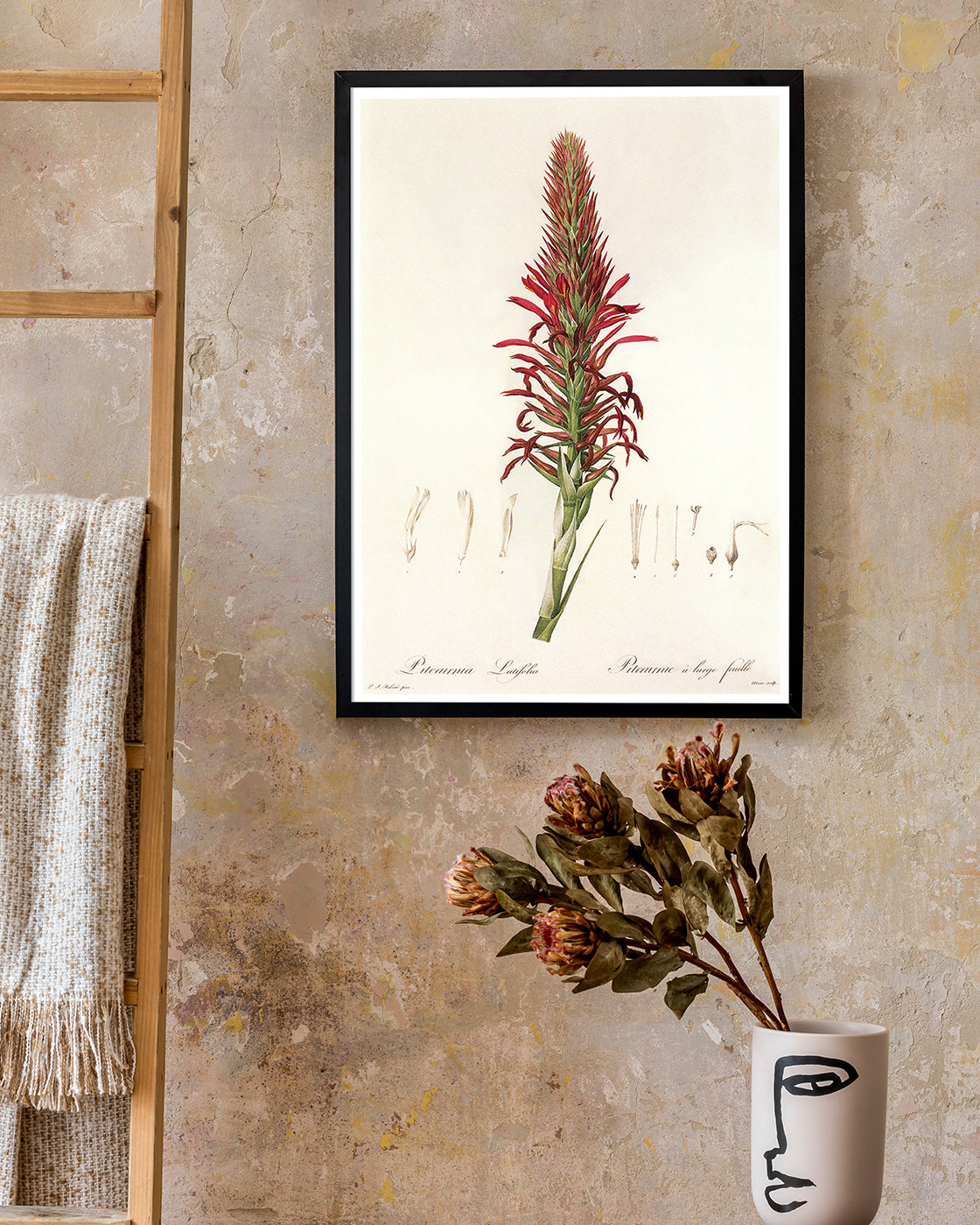 Pitcairnia - Pflanze mit roten Blüten