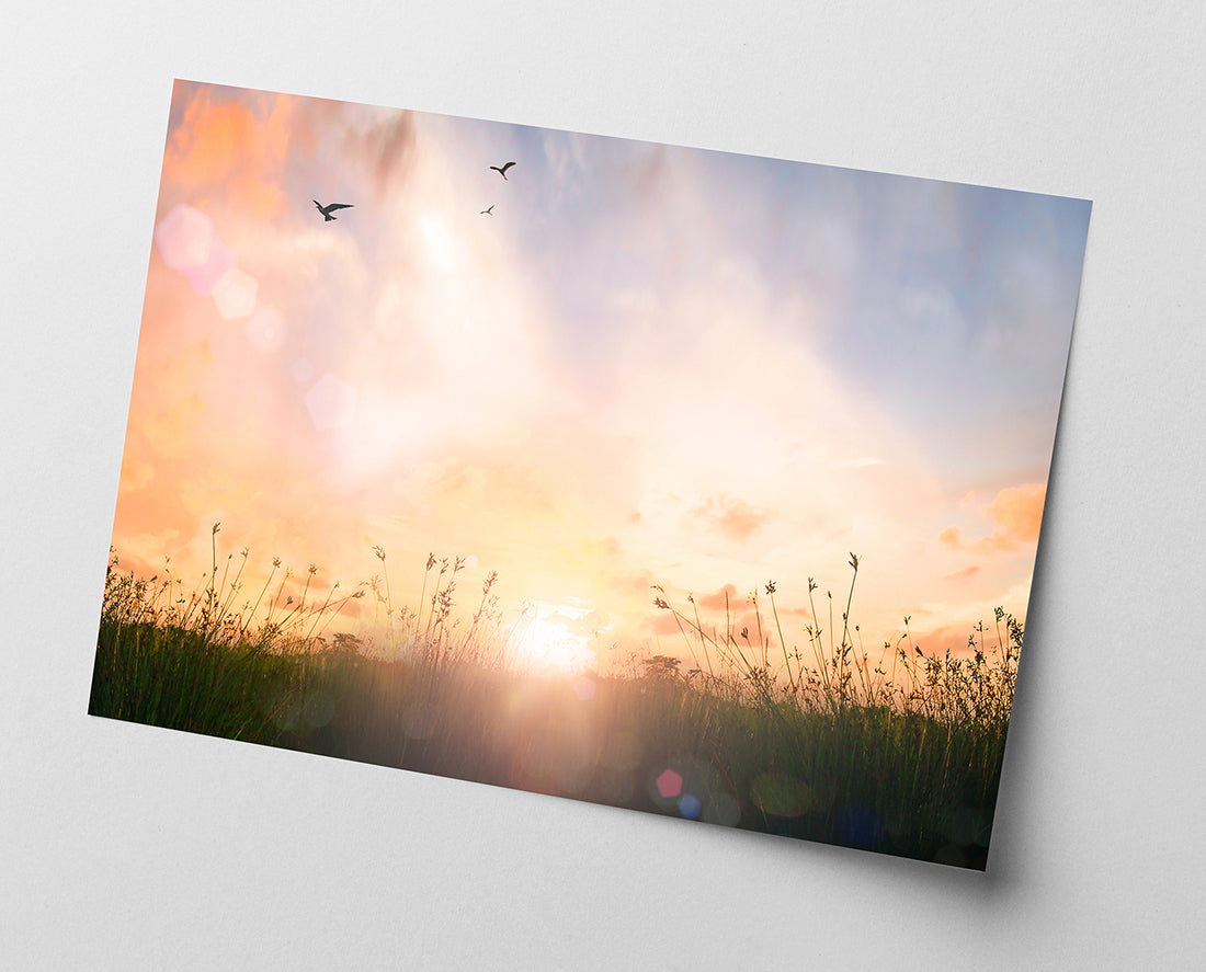 Sonnenstrahlen auf einer Wiese