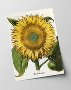 Sonnenblume - Gelbe Blüte