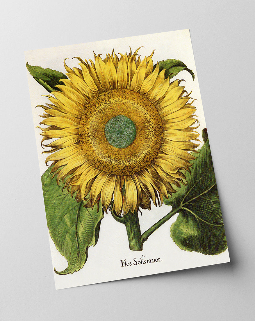 Sonnenblume - Gelbe Blüte