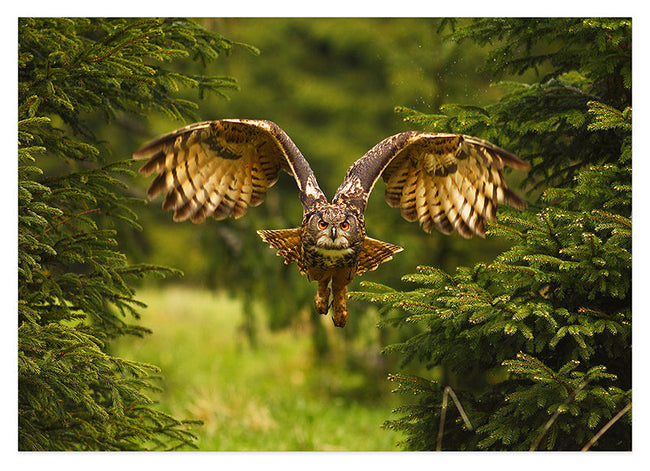 Fliegende Eule Hover Image