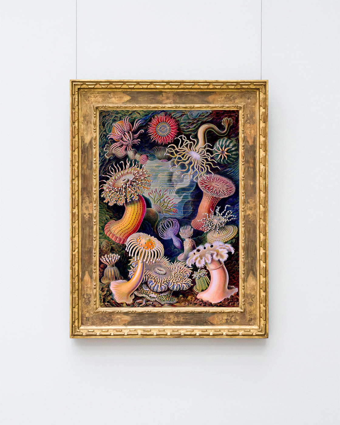 Ernst Haeckel - Anemonen