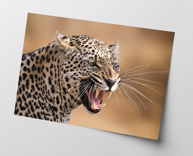 Fauchender Leopard Main Image