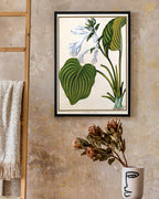 Funkia Cordata - Weiße Funkie