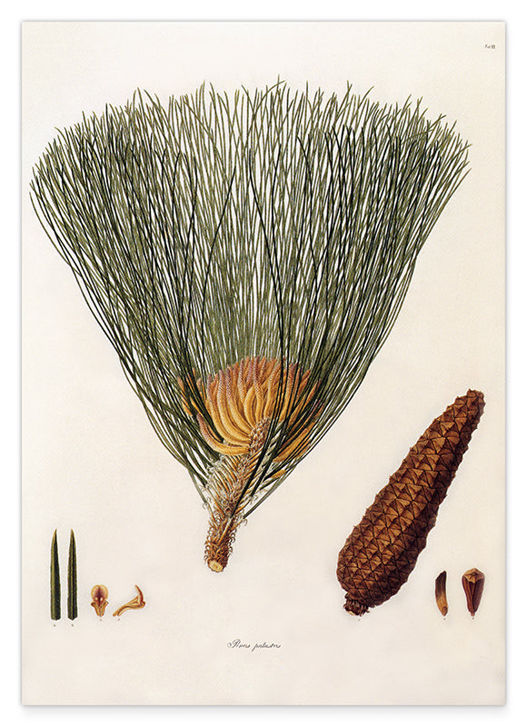 Pinus Palustris - Sumpf-Kiefer mit Zapfen Hover Image