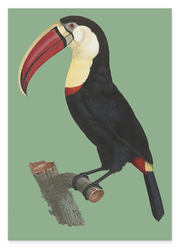 François Levaillant - Tukan auf grünem Hintergrund Hover Image