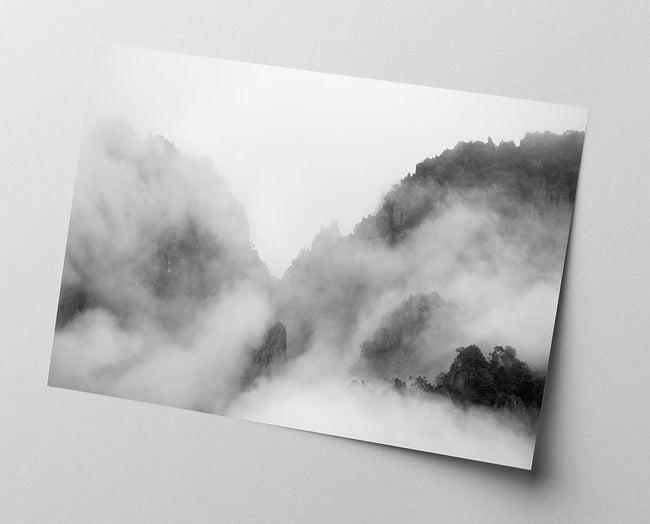 Bäume im Nebel Main Image