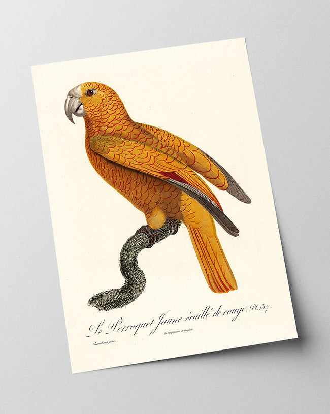 François Levaillant - Gelber Paradiesvogel Main Image