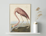 John James Audubon - Flamingo am Wasser I