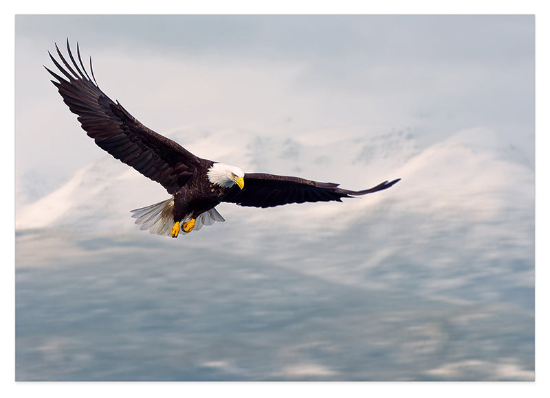 Fliegender Weißkopfseeadler