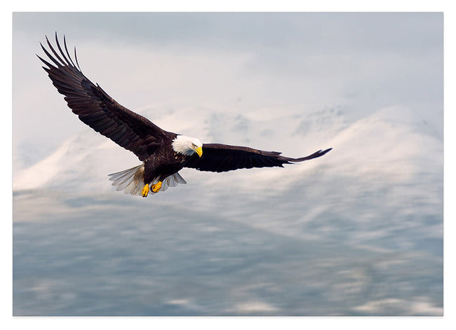 Fliegender Weißkopfseeadler Hover Image
