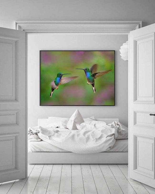 Fliegende Kolibris Main Image