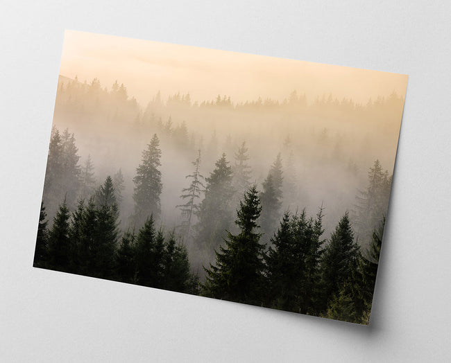 Bäume im Nebel Main Image