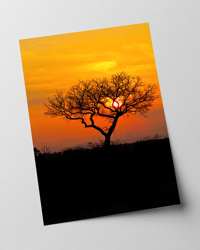 Baum in der Savanne Main Image