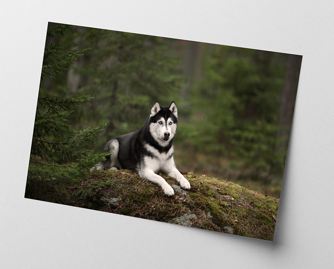 Husky im Wald