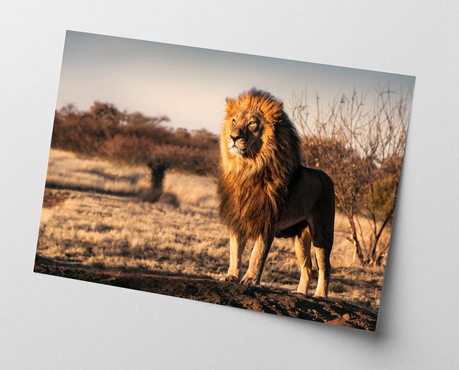 Stolzer Löwe Main Image