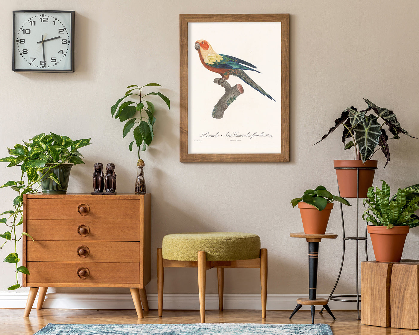 François Levaillant - Bunter Paradiesvogel