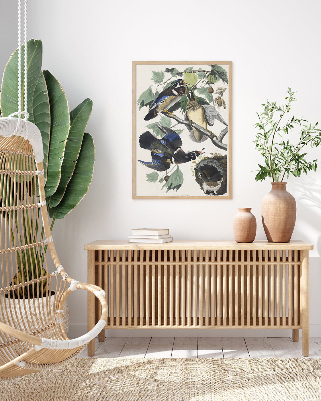 John James Audubon - Enten auf Baum