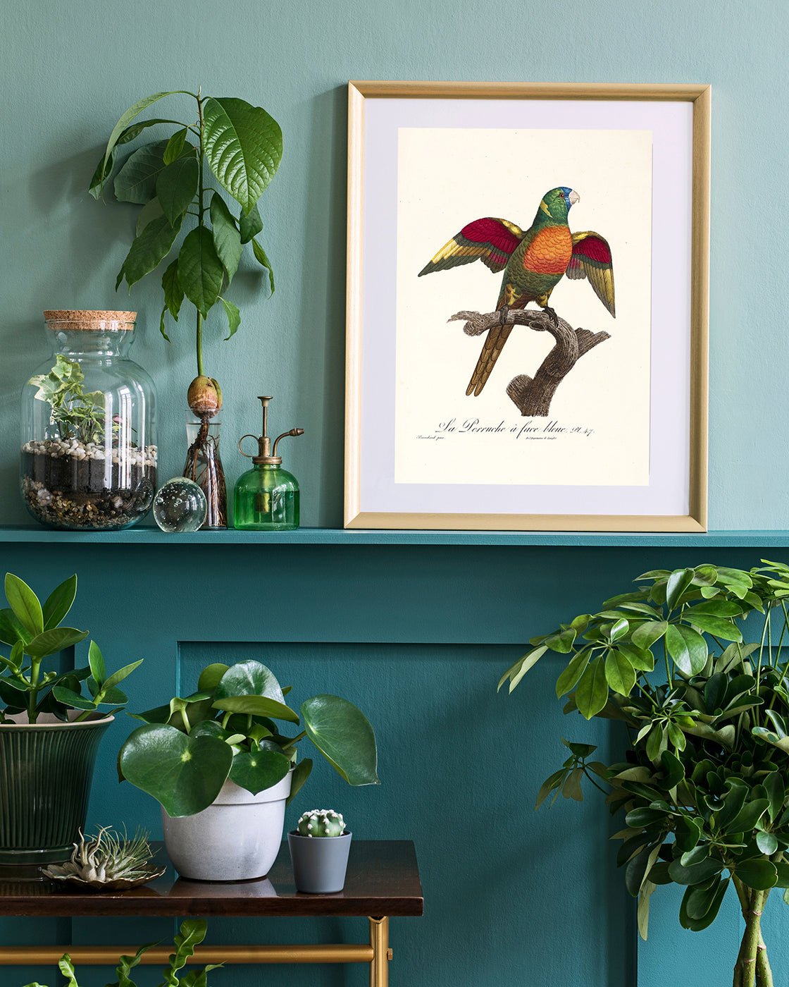 François Levaillant - Bunter Paradiesvogel