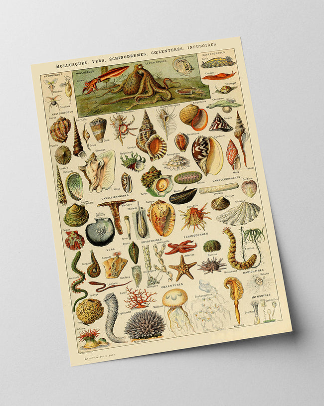 Adolphe Philippe Millot - Muscheln und Schnecken Main Image