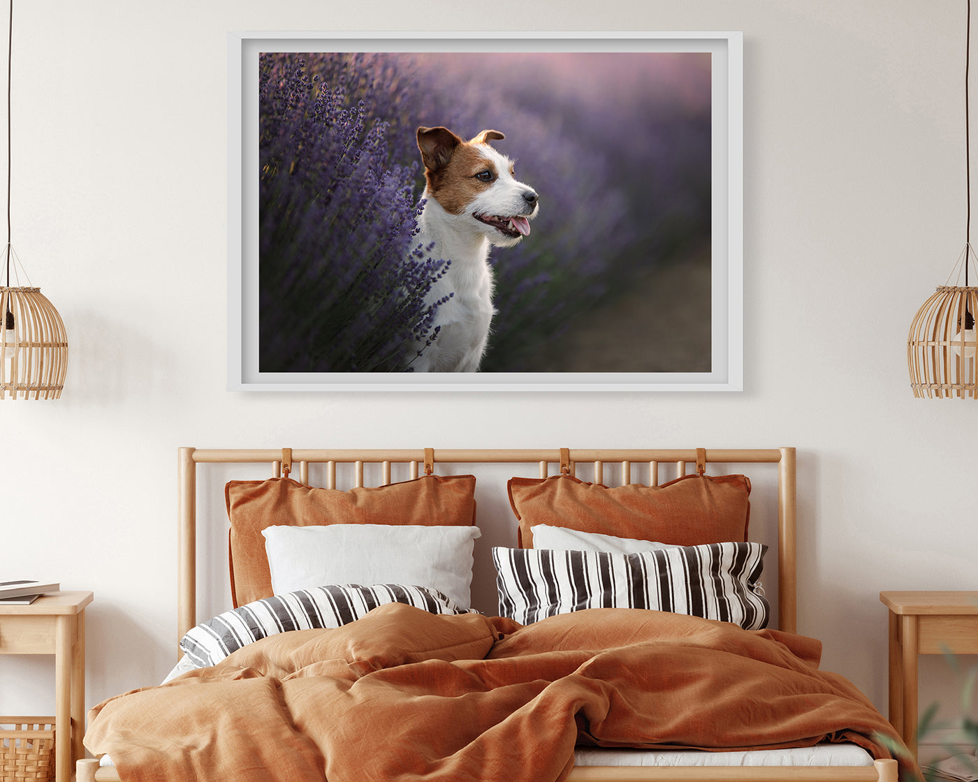 Jack Russel Terrier im Lavendel