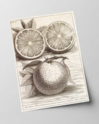 Citrus Aurantium - Zitruspflanze