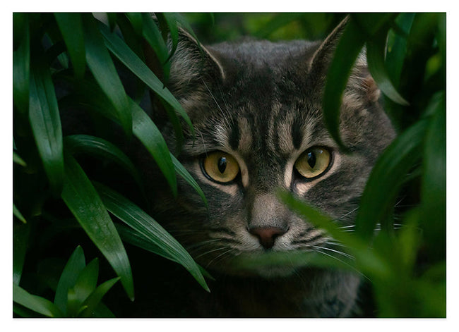 Katze zwischen Blättern Hover Image