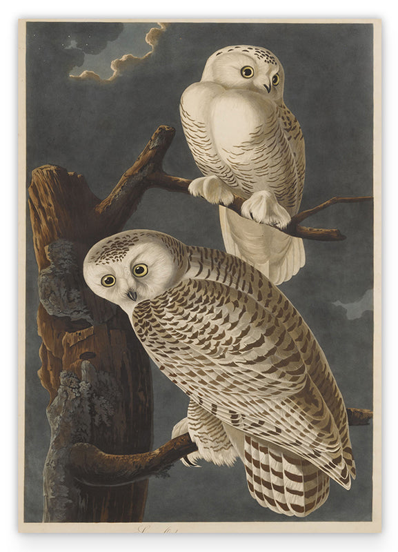 John James Audubon - Weiße Eulen bei Nacht Hover Image