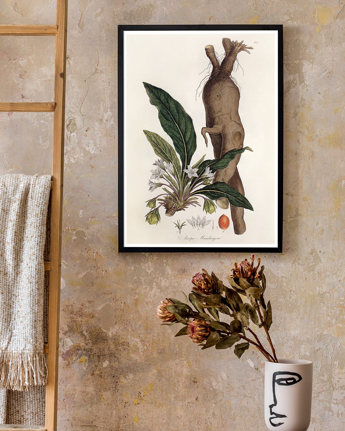 Atropa Mandragora - Gemeine Alraune