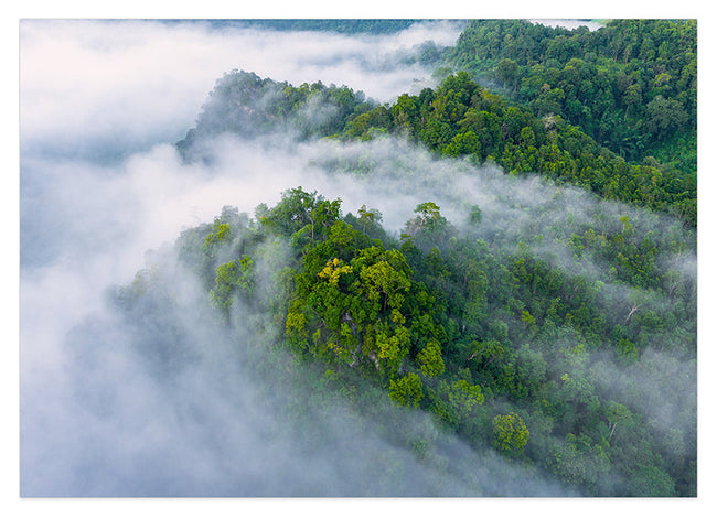 Regenwald im Nebel Hover Image