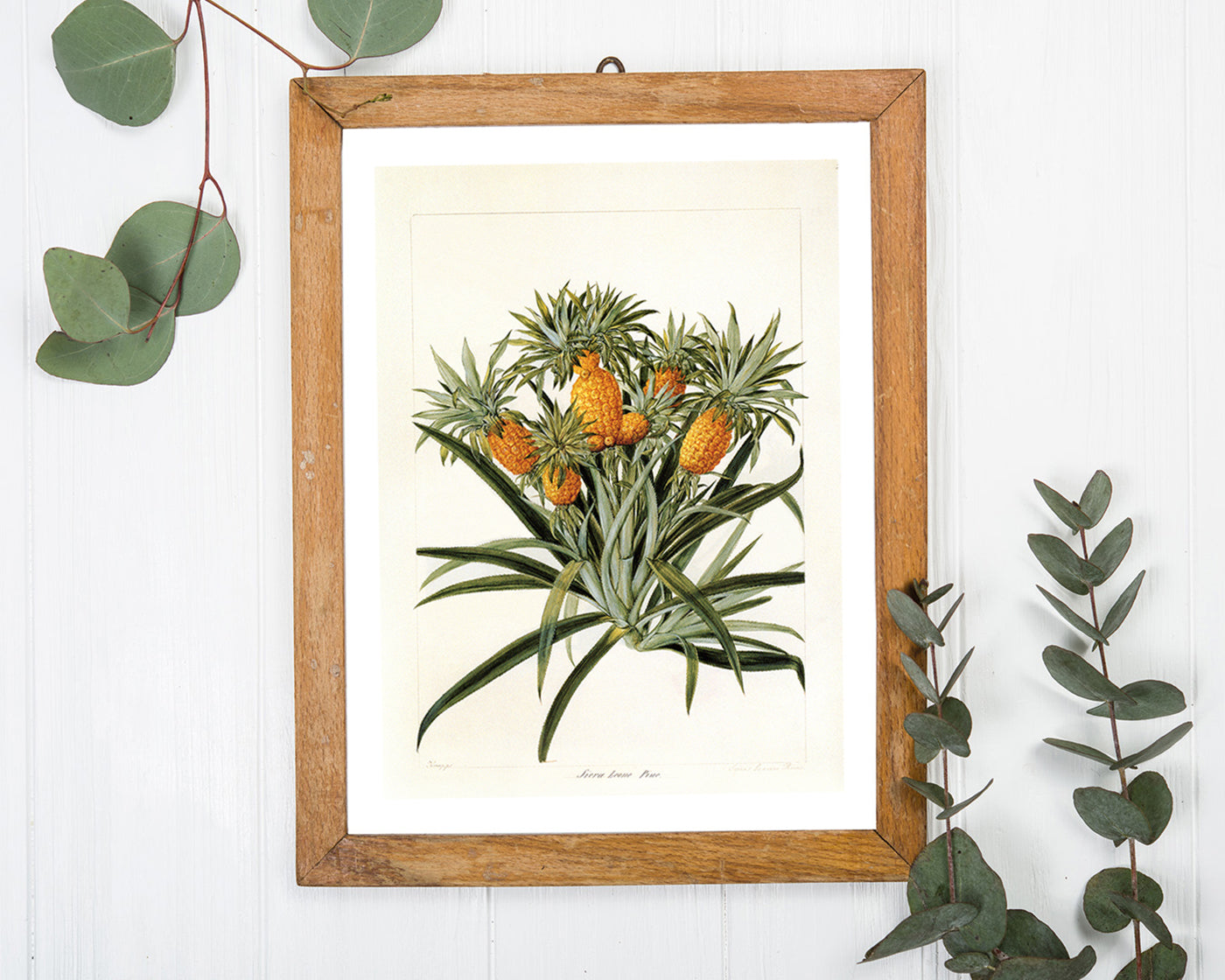 Ananas am Ananasbaum