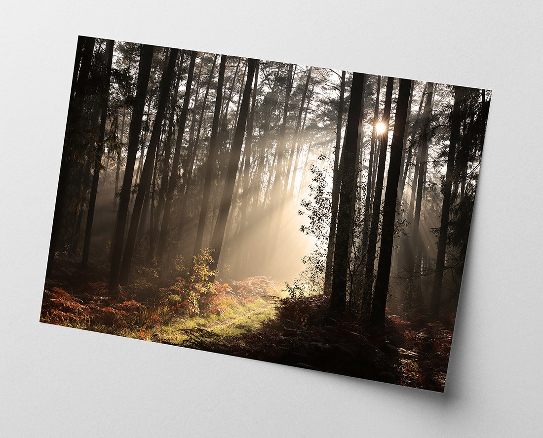 Sonnenstrahlen im Wald